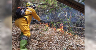 美濃「火燒山3天」竟是縱火?紫衣男持打火機「點燃枯葉」釀災