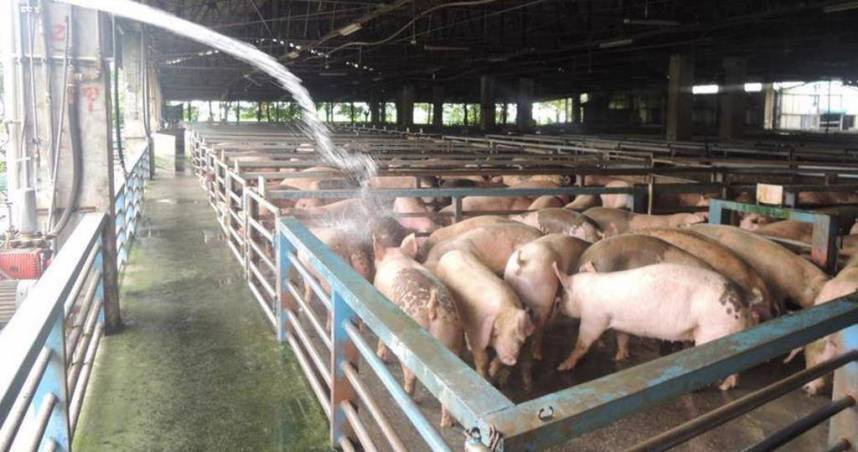 台中市梧棲區某廚餘養豬場爆出非洲豬瘟案例。（示意圖／報系資料照）