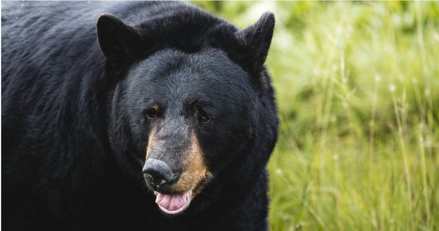 日本新潟縣阿賀野市今（31日）上午又傳出1起黑熊目擊事件。（示意圖／翻攝自pexels）
