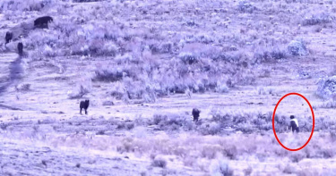 男子走入黃石國家公園草原，與五隻黑狼面對面接觸，畫面驚險。（圖／翻攝自FB，Yellowstone National Park: Invasion of the Idiots）