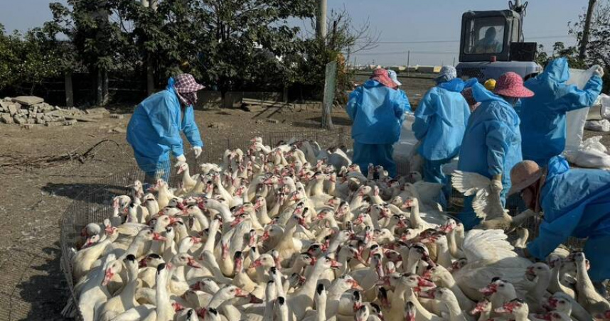 雲林元長一處番鴨場確診H5N1禽流感，防疫人員執行撲殺銷毀5267隻16週齡肉鴨。（圖／雲林縣動植物防疫所提供）