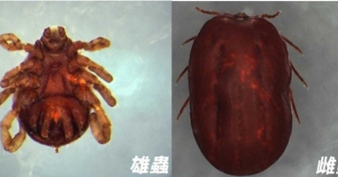 蜱蟲叮咬致死率17% 疾管署列法定傳染病強化通報