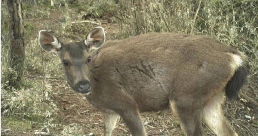 台灣水鹿經公告之「第三級保育類野生動物」，艾男上網兜售水鹿頭顱標本，遭台中地檢署起訴。（圖／林業及自然保育署提供）