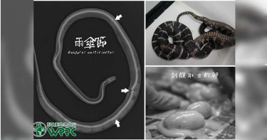 來不及孵化的12隻寶寶 雨傘節「準媽媽」遭狗攻擊慘死