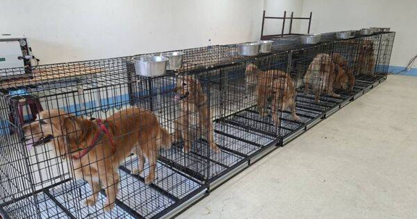 網紅餐廳爆虐犬黑幕！獵犬不打獵慘遭揭發　10犬緊急救出全送醫