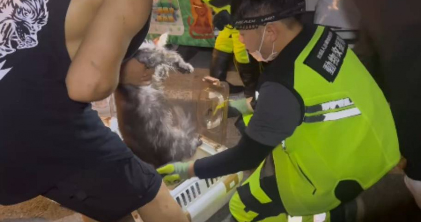 獨／南寮漁港驚見大批緬因貓！10貓全有腹膜炎　疑人為棄養見網急報「遺失」