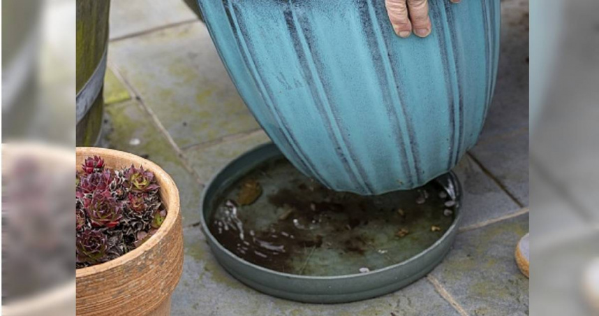 一名人妻將孳生孑孓的積水容器倒掉，怎料竟被公公訓斥「殘害生命」。（示意圖／擷取自TPG達志影像）