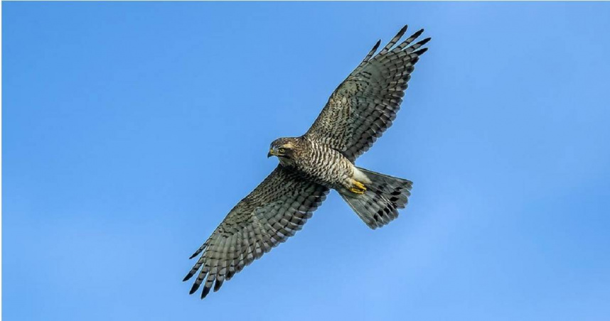 3月中到4月初，灰面鵟鷹北返過境台灣，雖然不在恆春半島停留夜棲，但抬頭也可看見雄偉的「鷹」姿。（墾管處提供／羅琦文屏東傳真）