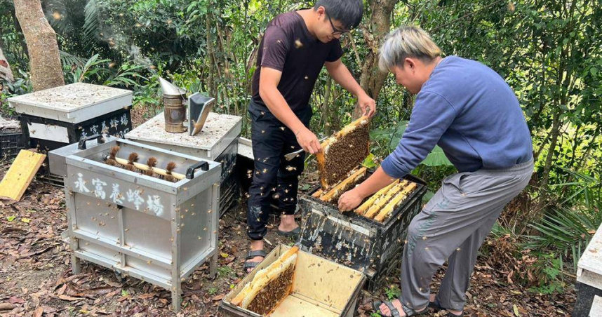 蔡坤成（右）表示，荔枝蜜的採收已進入尾聲，然而3月寒流夾帶降雨，將蜂蜜沖散，使今年收成比去年更慘淡，僅約去年的五成左右；圖為採收蜂蜜前的抖蜜前置作業。（圖／中國時報林雅惠攝）
