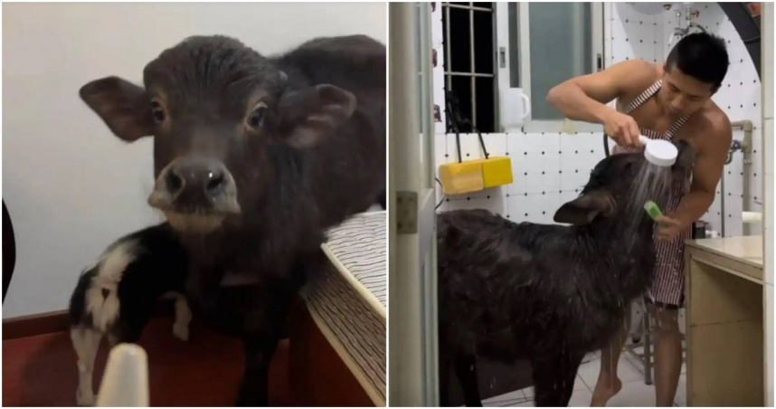 來自廣東佛山的30歲陳姓男子，今年1月買了一頭4個月大的黑色水牛，並且將牠取名為「牛魔王」，養在自己租的房間裡。（圖／翻攝瀟湘晨報）