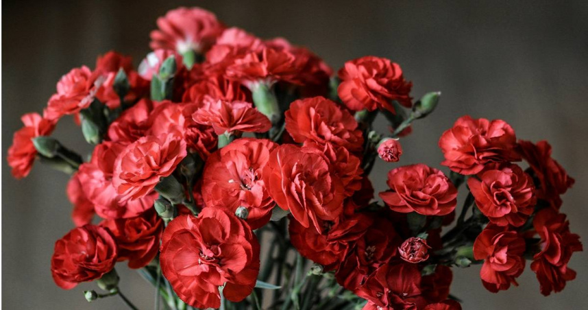 康乃馨。（示意圖／Pexels）