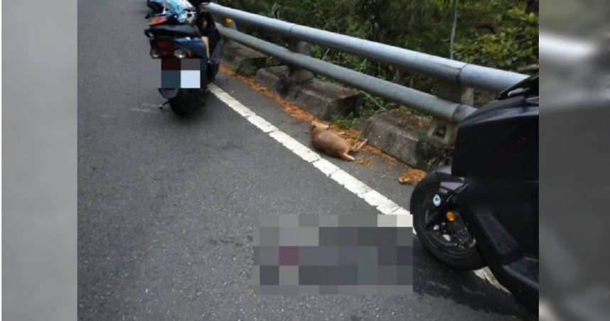 台9戊線4.5公里處發生車禍，雙載機車撞斃路旁衝出的山羌，造成騎士左腿受傷送醫。（圖／翻攝畫面）