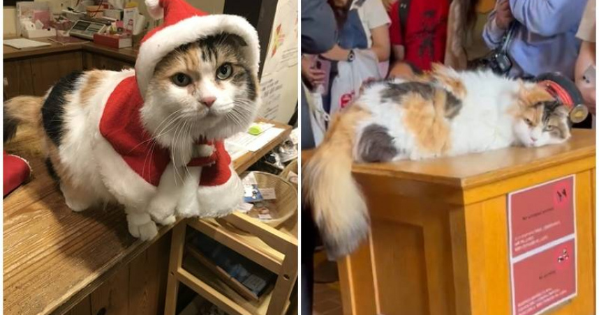 和歌山電鐵在貴志站舉辦第二代貓站長ニタマ（ニタマ）社葬，約500名民眾到場送別。（圖／翻攝自X，@ekichoTAMA）