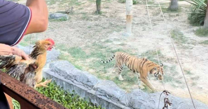 中國福建永鴻野生動物世界的猛獸餵食秀近期喊卡。（圖／翻攝澎湃新聞）