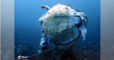 海洋悲歌!遭廢棄漁網綑綁慘死 海龜「破碎屍體海底漂盪」潛客痛心
