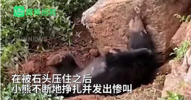 小熊遭巨石壓身哀嚎至死 路人充耳不聞拿手機狂拍