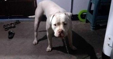 比特犬傷害事件頻傳 農委會擬月底預告禁養、繁殖