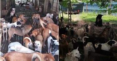暴雨侵襲!動物收容所遭洪水淹沒 至少50隻流浪狗溺斃