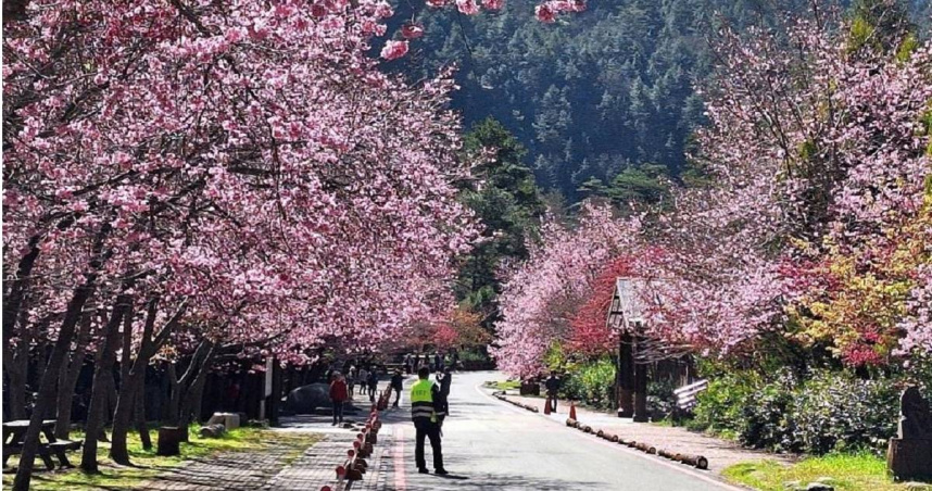 113年2月武陵櫻花季。（圖／報系資料照／內政部國家公園署）