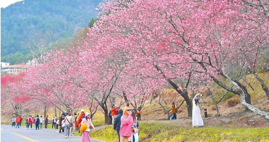 雪霸國家公園武陵櫻花正值盛開，交管時間延長至3月2日。（圖／報系資料照）