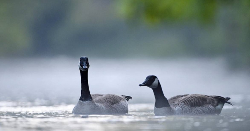 高雄市發生鄰居竊鵝，被判處40天拘役。（示意圖／達志）