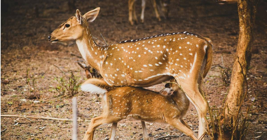 女子拍小鹿被鹿媽媽攻擊。（示意圖／Pexels）