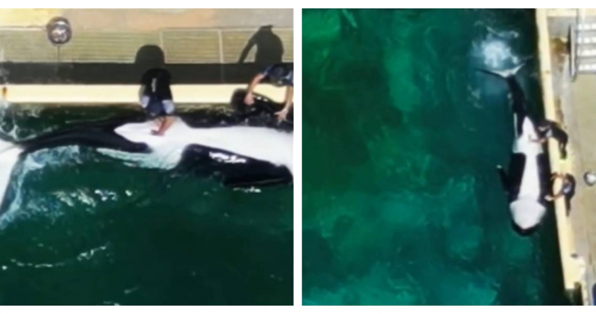 動保團體公布畫面，顯示訓練員在水池邊協助虎鯨凱喬排解性衝動。（圖／TideBreakers提供）