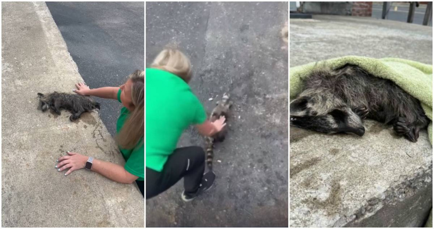 美國肯塔基州一名護士在停車場遇見一隻慌張的浣熊媽媽向她求助，之後拯救了一隻因為「宿醉」受困且失去意識的浣熊寶寶。（圖／翻攝lex18）