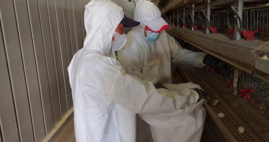 屏東縣鹽埔鄉一處鵪鶉場確診感染H5N1亞型高病原禽流感病毒，縣府16日執行撲殺作業，當場撲殺11萬8986隻鵪鶉。（圖／屏縣府提供）