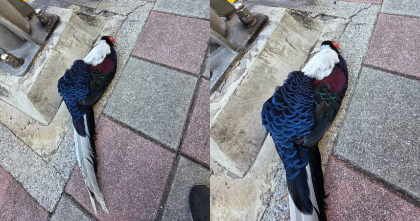 柳丁哥哥在新北市秀朗橋下驚見藍腹鷴遭路殺。（圖／翻攝自臉書，柳丁哥哥）