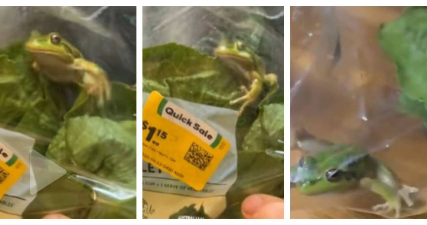 澳洲一群年輕人打開超市生菜包時，竟發現裡面藏著一隻活生生的青蛙。（圖／翻攝自TikTok，@lmj0092，下同）