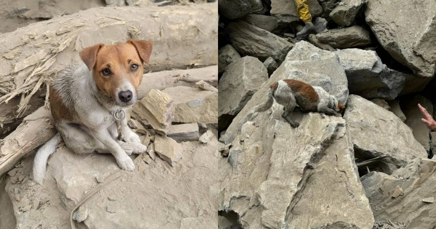 搜救犬Wilson曾參與0403花蓮強震救災，被譽為「特搜小鋼砲」。（圖／翻攝自臉書／花蓮搜救犬隊～ｗｈｆ犬客）