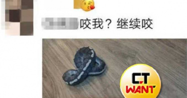 手賤逗弄寵物蛇遭狠咬!飼主怒剪蛇頭報復 「蟒蛇真身曝光」他慘吃牢飯