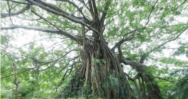 來去森林浴溫泉行!賞百年大白榕、做森林瑜珈、品香草茶飲
