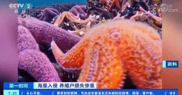 「海底蝗蟲」大舉入侵青島 所過之處片甲不留!