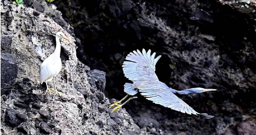 暗色型岩鷺與白色型岩鷺上演「黑白戀」。（圖／蕭嘉蕙攝）