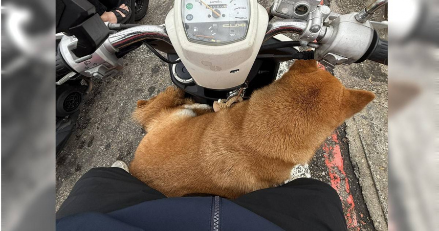 兩隻柴犬趁飼主不注意溜出家門，竟接連攔下路過的機車自行跳上踏板搭車 。（圖／翻攝自臉書「清水小鎮」）