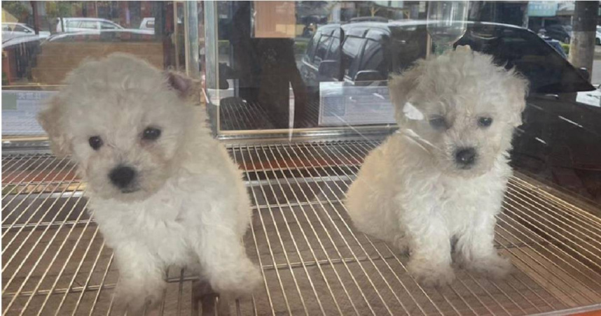 隨著民眾飼養比例增加，也越來越多人會選擇將寵物送至寵物美容，幫心愛的毛孩打扮一番，但過往也曾衍生不少消費糾紛導致民眾、店家對簿公堂，對此農業部今（12）日公告犬、貓美容定型化契約應記載及不得記載事項。（本報系資料照）