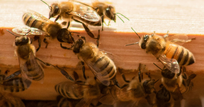 法國中南部城市歐里亞克發生一起罕見蜂群攻擊事件，造成24人受傷、3人命危。（示意圖／翻攝自unsplash）