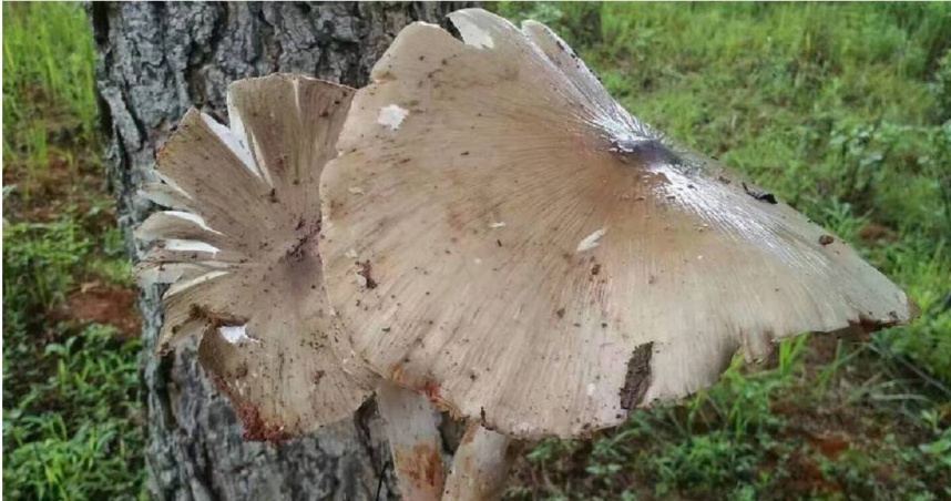 「菌中之王」雞樅菌。（圖／翻攝自維基百科）