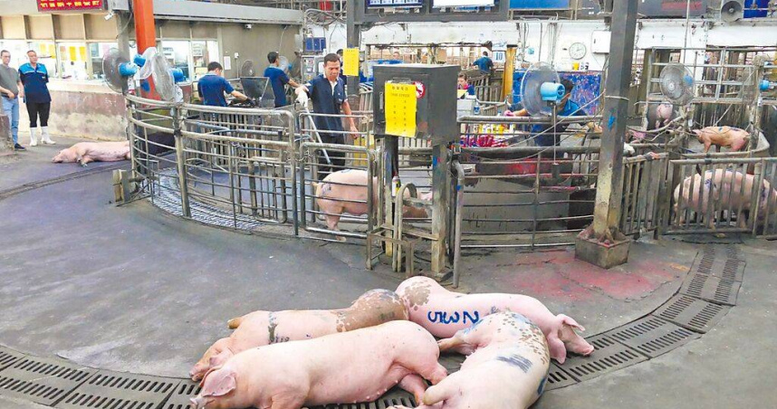 農業部協調全台肉品市場休市4天調節豬價，雲林肉品市場豬價10日仍處於高檔，預估中秋節後才有回穩空間。（圖／張朝欣攝）
