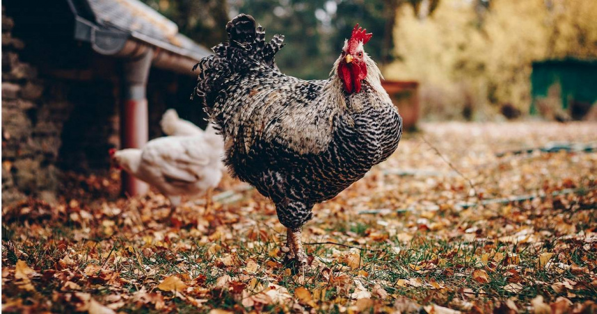 三寶媽在裝潢住家發現牆壁有20隻死雞。（示意圖／Pexels）