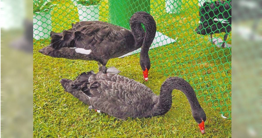黑天鵝「小碧」、「小湖」2度「逃家」，遭質疑圈養環境有待改善。（圖／摘自台北市副市長李四川臉書／中國時報徐佑昇台北傳真）