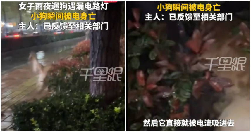 山西省運城市一名女子在雨天晚上與母親一同出門遛狗。然而當經過馬路上一處行道樹綠化帶時，愛犬突然慘叫一聲倒地不起。事後才知道是人行道上的路燈漏電，導致愛犬死於非命。（圖／翻攝微博／搜狐千里眼）