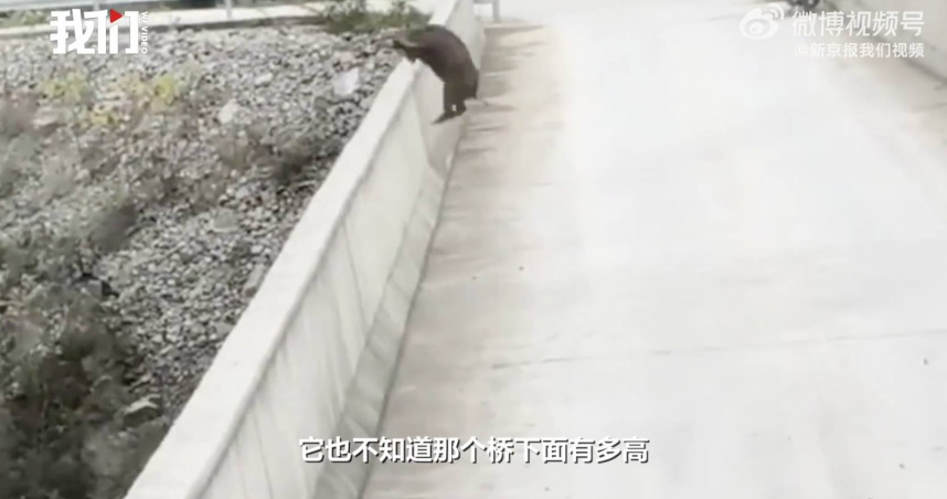 一隻小山豬竟從橋上跳下，當場身亡。（圖／翻攝微博／新京報）