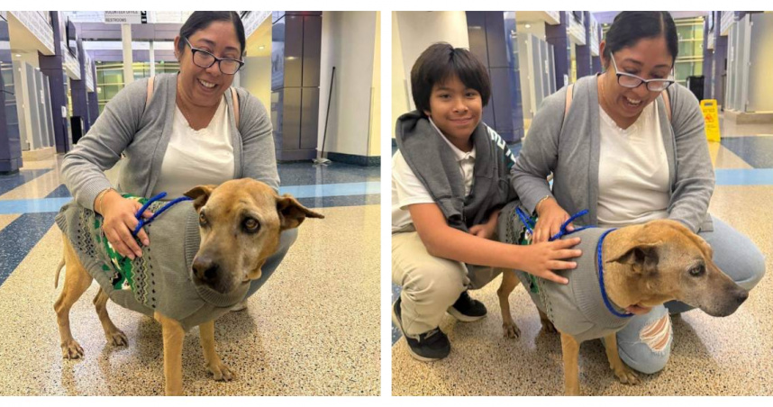 失蹤10年的巴特卡普被發現時已15歲，行動較為遲緩。（圖／翻攝自臉書，Miami-Dade Animal Services）