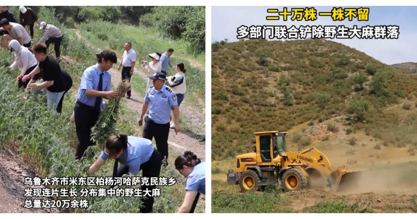 大陸新疆烏魯木齊市警方近日在山區查獲超過20萬株野生大麻，隨即聯合多個單位展開全面清除作業。（圖／翻攝自羊城晚報，下同）