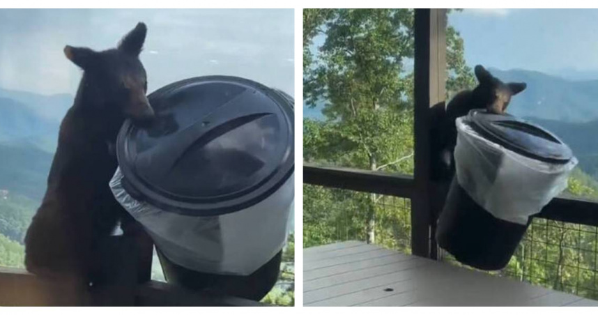 美國田納西州一隻小黑熊闖進度假小屋附近，直接叼走幾乎和自己一樣大的垃圾桶。（圖／翻攝自X，@ABC7）