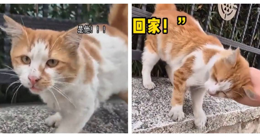 原PO到公園散步時，意外發現一隻熟悉的流浪貓，仔細辨認才驚覺竟是前任過去飼養的寵物。（圖／翻攝自搜狐視頻，下同）