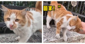 原PO到公園散步時，意外發現一隻熟悉的流浪貓，仔細辨認才驚覺竟是前任過去飼養的寵物。（圖／翻攝自搜狐視頻，下同）